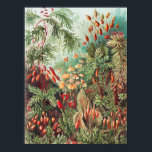 Mosses, Muscinae Laubmoose by Ernst Haeckel Poster<br><div class="desc">Muscinae Laubmoose by Ernst Haeckel Vintage Plants Poster</div>