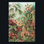 Mosses, Muscinae Laubmoose by Ernst Haeckel Poster<br><div class="desc">Muscinae Laubmoose by Ernst Haeckel Vintage Plants Poster</div>