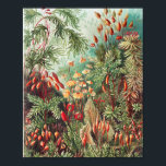 Mosses, Muscinae Laubmoose by Ernst Haeckel Poster<br><div class="desc">Muscinae Laubmoose by Ernst Haeckel Vintage Plants Poster</div>