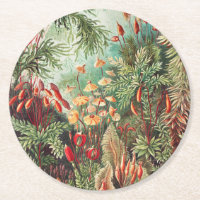 Mosses, Muscinae Laubmoose by Ernst Haeckel