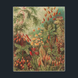 Mosses, Muscinae Laubmoose by Ernst Haeckel Wood Wall Art<br><div class="desc">Mosses,  Muscinae Laubmoose by Ernst Haeckel Wood Wall Art</div>