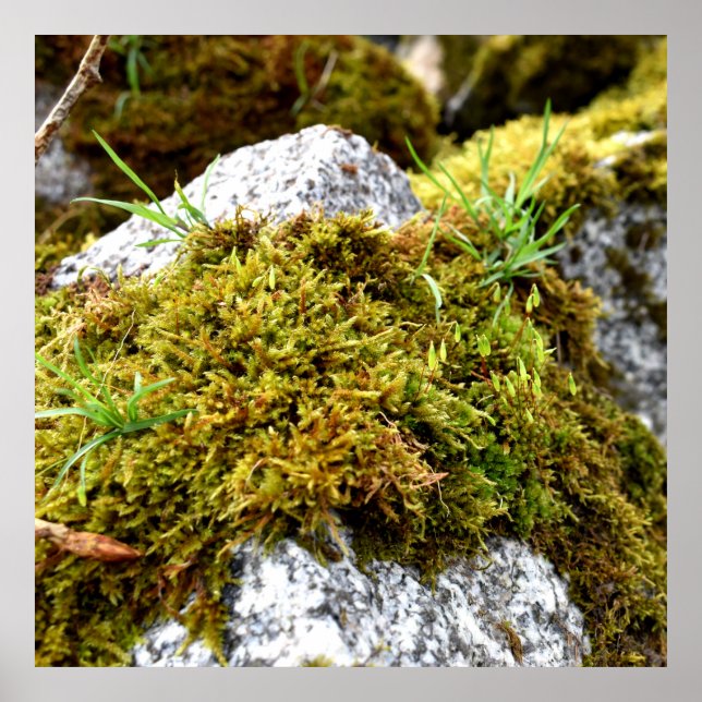 Mosses Poster (Front)