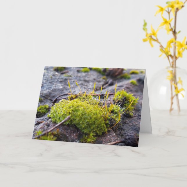 Mosses , Spring awakening Card (Yellow Flower)