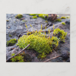 Mosses , Spring awakening Postcard