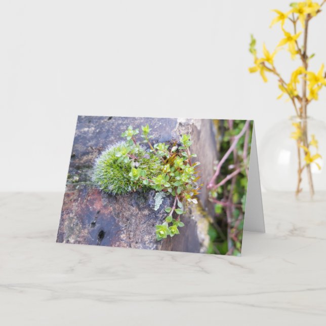 Mosses with tiny Flowers , Spring awakening Card (Yellow Flower)