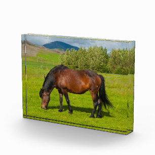 Mossfellsbaer Icelandic Horse Photo Block