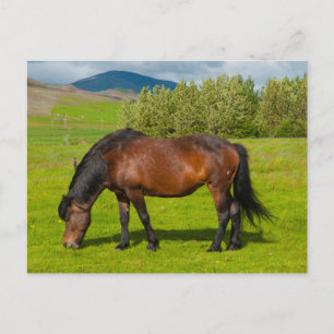 Mossfellsbaer Icelandic Horse Postcard