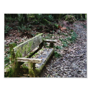 Mossy Bench Nature Trail in Olympic National Park Photo Print