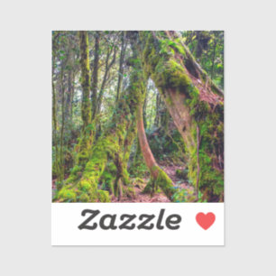 Mossy Forest