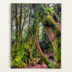 Mossy Forest Planner