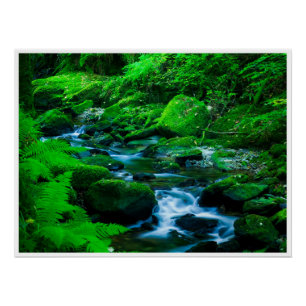 Mossy Forest Stream in Killarney National Park Poster