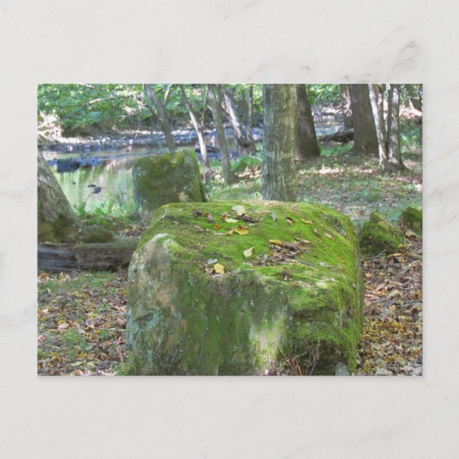 Mossy Rocks on Bank Postcard (Front)