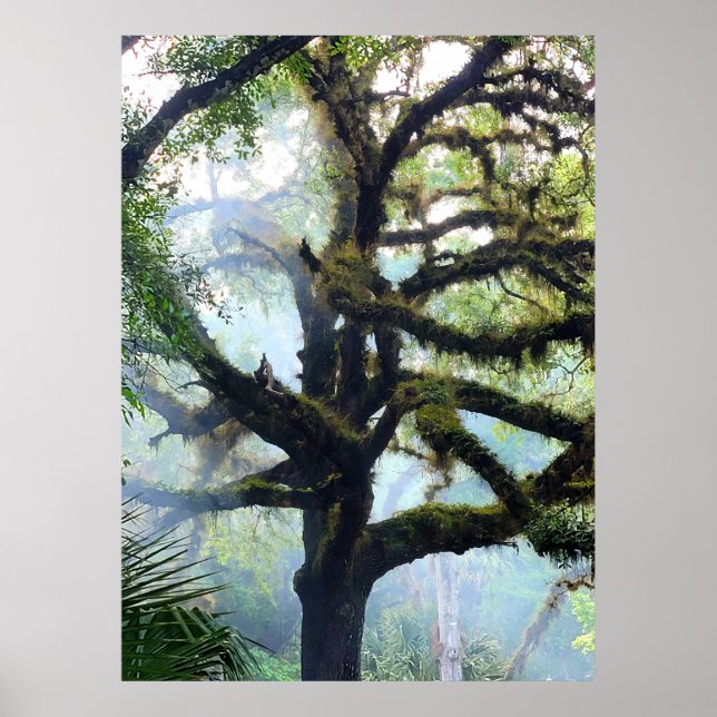 Mossy Tree in the Fog Poster (Front)