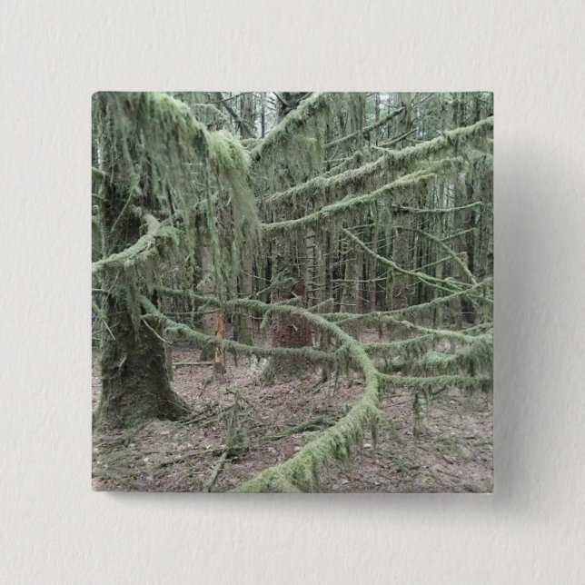 Mossy Trees In Welsh Woodland 2025 15 Cm Square Badge (Front)