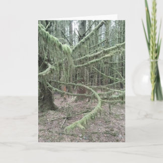 Mossy Trees In Welsh Woodland 2025 Holiday Card