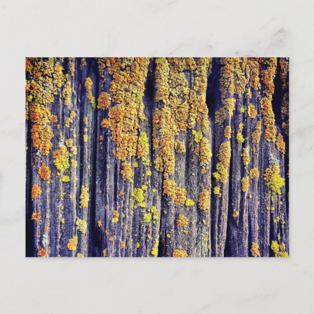 Mossy Wood Texture Postcard (Front)