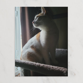Most Dramatic Cat on Cat Tree Ever Postcard