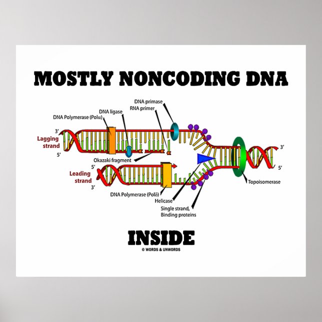 Mostly Noncoding DNA Inside (DNA Replication) Poster (Front)