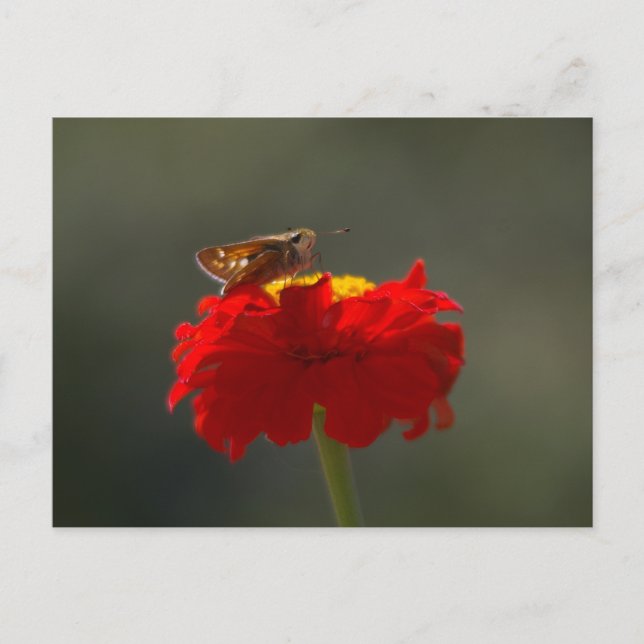 Moth and Red Zinnia Postcard (Front)