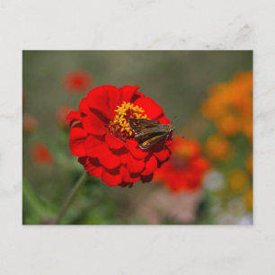 Moth and Red Zinnia Postcard