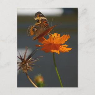 Moth Coreopsis Postcard