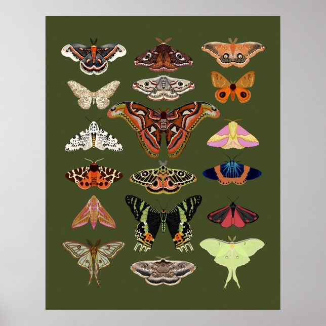 Moth illustrated insects poster art (Front)