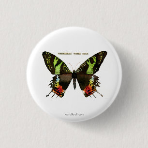 Moth: Madagascan Sunset Moth 3 Cm Round Badge