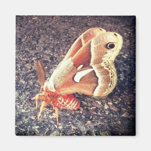 Moth Magnet