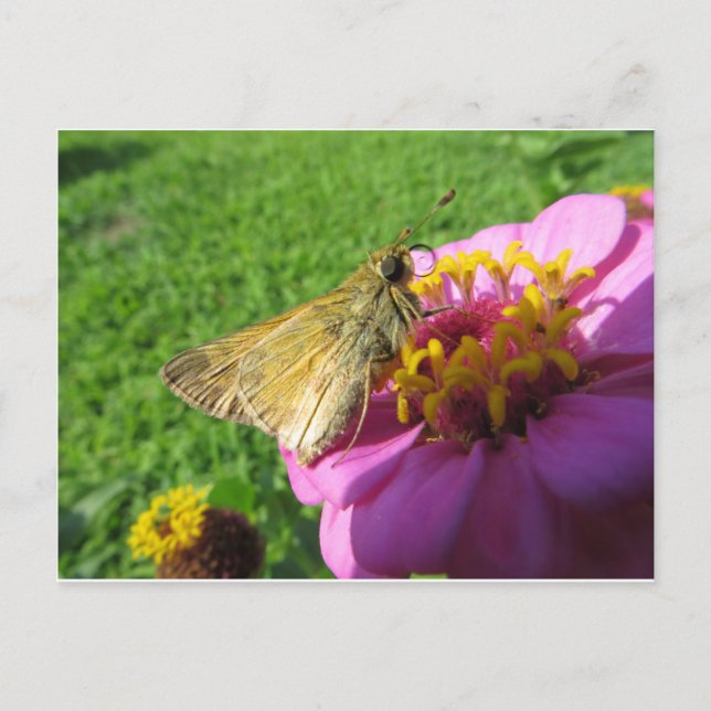 Moth On Flower Postcard (Front)