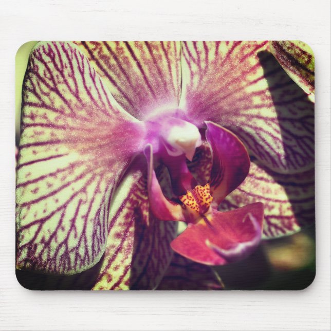 Moth Orchid Flower Close Up Mouse Pad (Front)