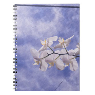 Moth Orchid Notebook