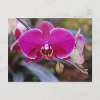Moth Orchid Postcard