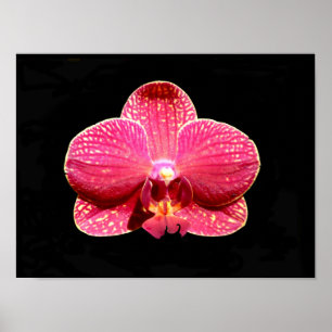 Moth Orchid Poster