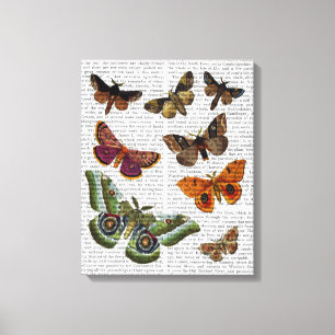Moth Plate 2 Canvas Print
