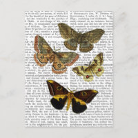 Moth Plate 4