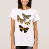Moth Plate 4