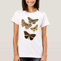 Moth Plate 4