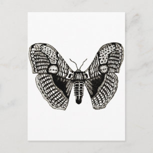 moth postcard