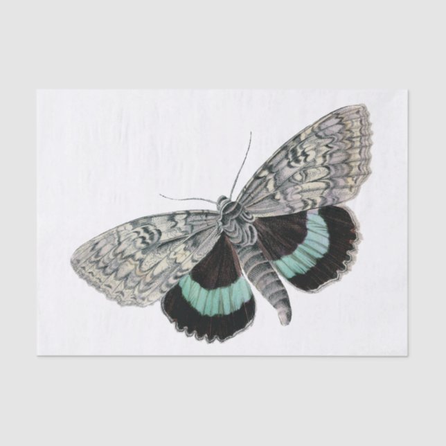 Moth vintage illustration tissue paper (Front)