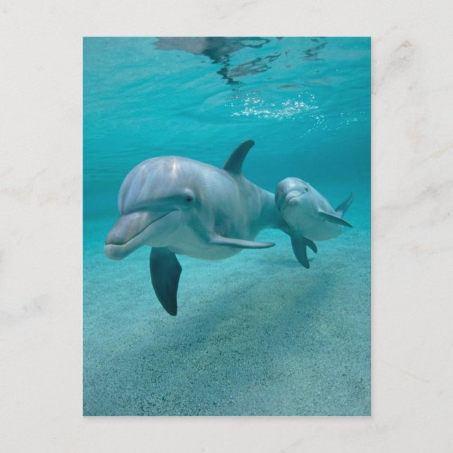MOTHER AND BABY CALF DOLPHIN POSTCARD (Front)