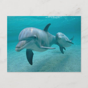 MOTHER AND BABY CALF DOLPHIN POSTCARD