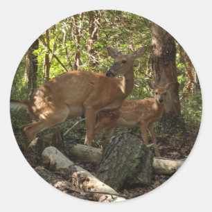 Mother and Baby Deer at Shenandoah National Park Classic Round Sticker