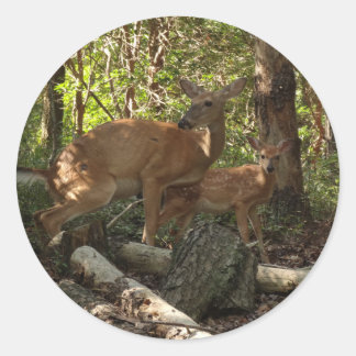 Mother and Baby Deer at Shenandoah National Park Classic Round Sticker
