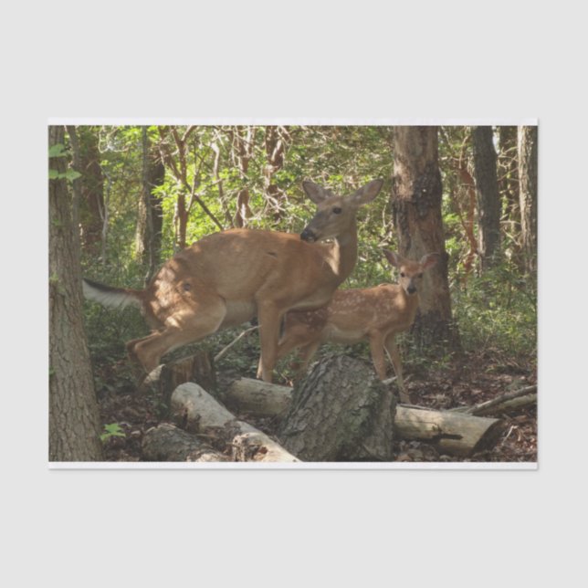 Mother and Baby Deer at Shenandoah National Park Tissue Paper (Front)