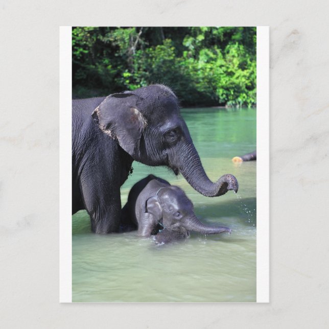Mother and baby elephant in river postcard (Front)