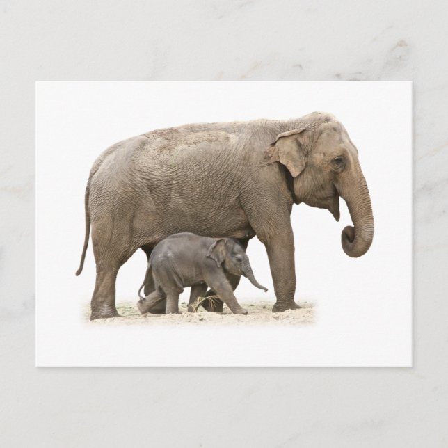 Mother and Baby Elephant Postcard (Front)