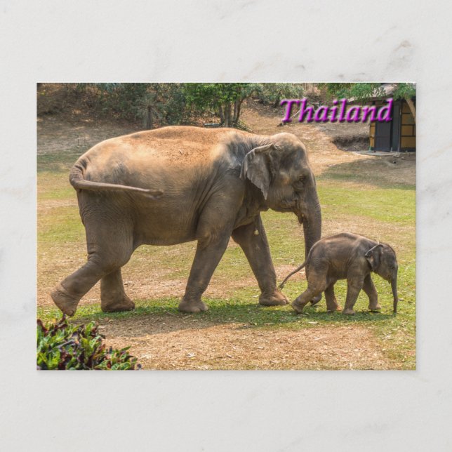 Mother and Baby Elephant, Thailand Postcard (Front)