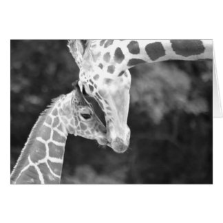 Mother and Baby Giraffe cuddle.