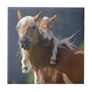 Mother and Baby Horse Tile