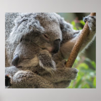Mother and baby joey koalas asleep cuddling